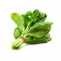 Vegetable Spinach