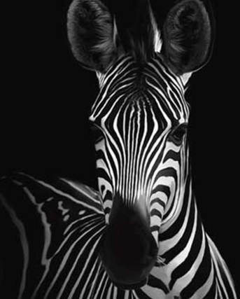 Black & White Abstract Painted