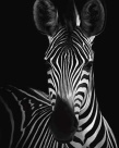 Black & White Abstract Art