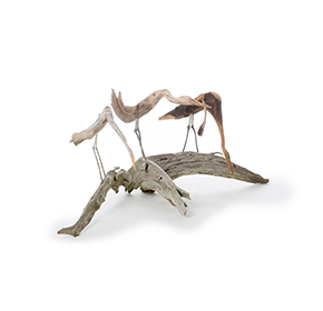 mantids