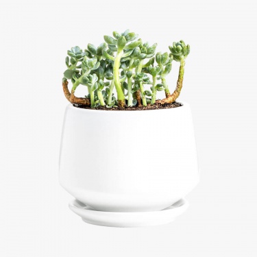 Roses rouges avec vase