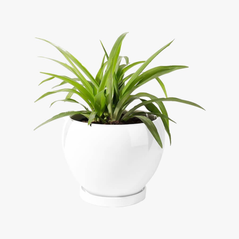 Rolling Nature Plant