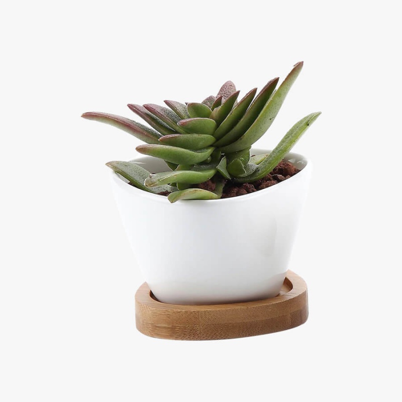 Ramo de rubor navideño