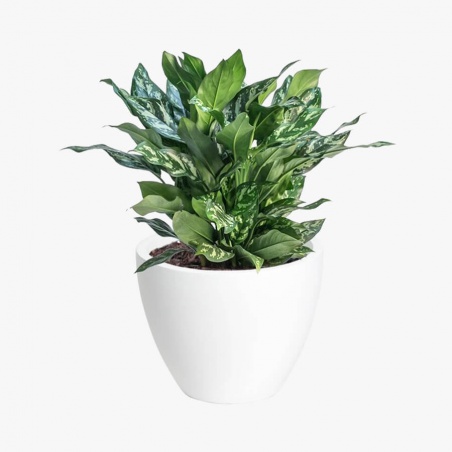 Bouquet de fard à joues de Noël