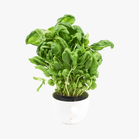 Joyeux bouquet de chemin