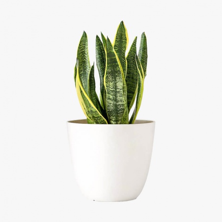 Joyeux bouquet de chemin