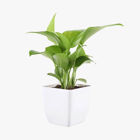 Bouquet de beauté exquis