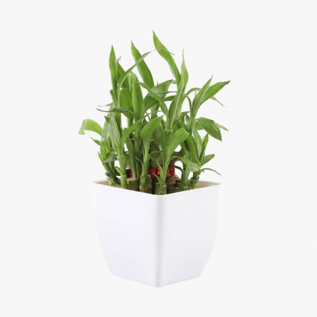 Bouquet de beauté exquis