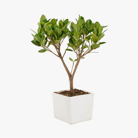 Bouquet Réflexion d'amour