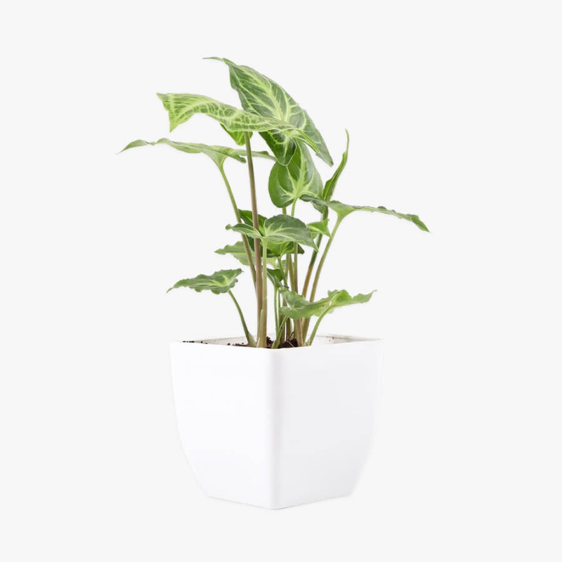 Bouquet di Riflessione d'Amore