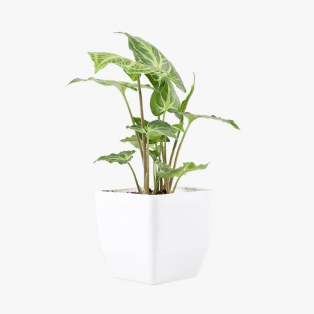 Bouquet Réflexion d'amour