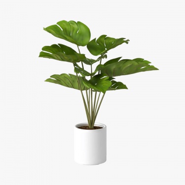 Costa Farms Indoor Plant