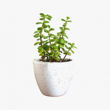 Treeland Money Plant