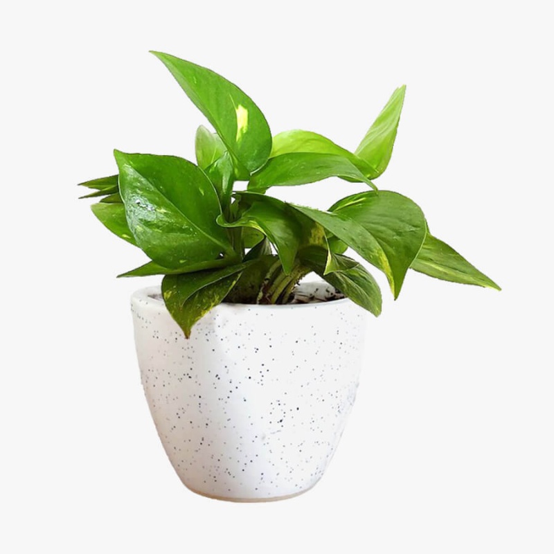 Treeland Money Plant