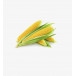 Sweet Corn