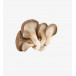 Champignons frais